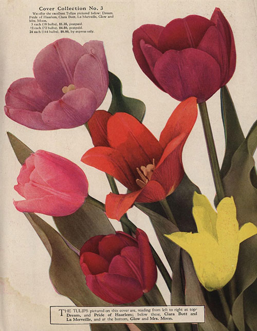 Vaughan&#39;s-Spring-Flowers